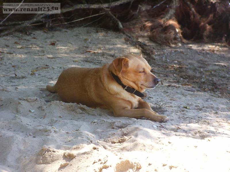Nawet Nunek cos podejrzany po imprezie ogniskowej