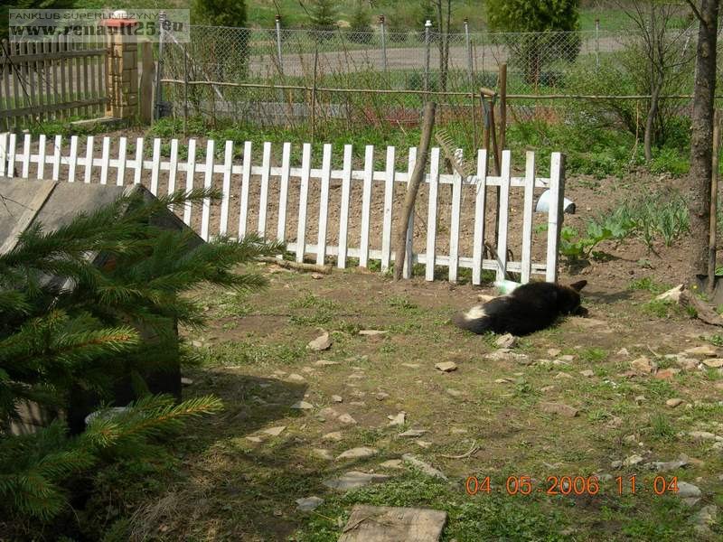 Oto poranek... pies imprezowal z nami:))