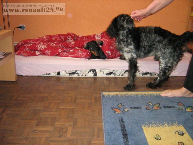 moja oranżeria