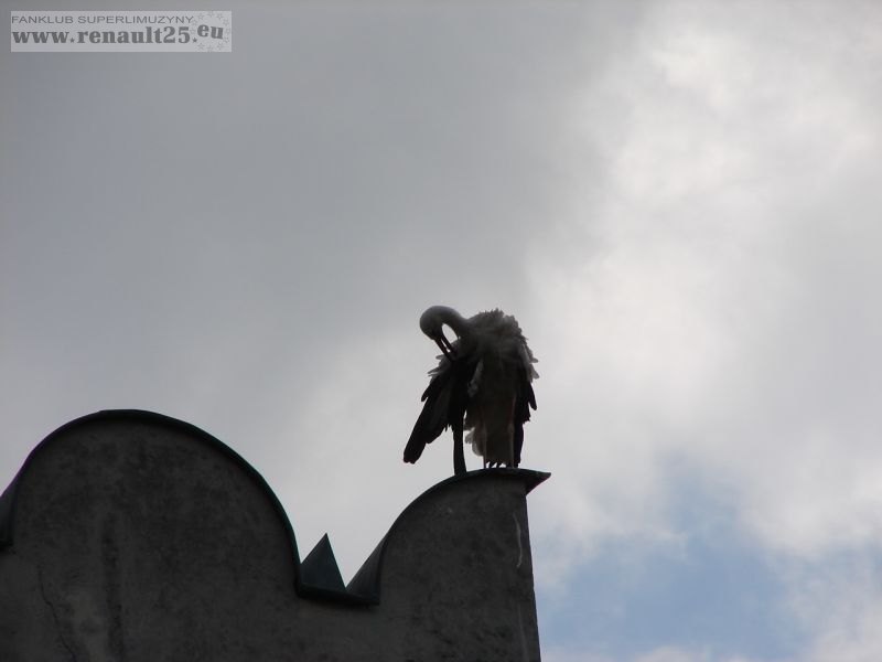 Strażnik Cystersów