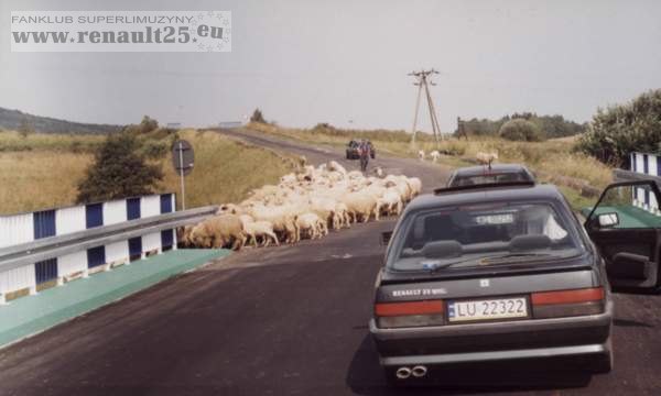 przepuszczamy owieczki gdzieś w Bieszczadach