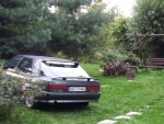 a co tam się czai za krzaczkiem? a co tam się czai za krzaczkiem?